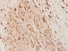 Immunohistochemistry of paraffin-embedded Mouse skin  using EGFR Polyclonal Antibody at dilution of 1:100