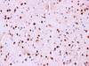 Immunohistochemistry of paraffin-embedded Mouse brain using PTEN Polyclonal Antibody at dilution of 1:100