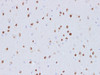Immunohistochemistry of paraffin-embedded Rat brain using PTEN Polyclonal Antibody at dilution of 1:100