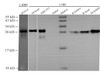 Western Blot analysis of Mouse liver, Mouse heart, NIH/3T3, Jurkat, Rat kidney, Rat heart and Mouse kidney using GSTM1 Polyclonal Antibody at dilution of 1:500