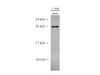 Western Blot analysis of Hela cells  using GSTM1 Polyclonal Antibody at dilution of 1:500