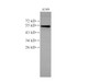 Western Blot analysis of A549 cells  using CK-7 Polyclonal Antibody at dilution of 1:2000