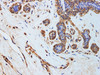Immunohistochemistry of paraffin-embedded Human breast  using KLK6 Polyclonal Antibody at dilution of 1:200