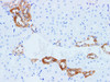 Immunohistochemistry of paraffin-embedded Rat kidney  using KLK6 Polyclonal Antibody at dilution of 1:200