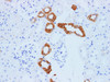 https://file.elabscience.com//image/antibody/EA/E-AB-40296-IHC04.jpg