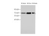 Western Blot analysis of Rat brain, Mouse liver and Mouse brain tissues using HSPA1A Polyclonal Antibody at dilution of 1:1000