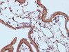 Immunohistochemistry of paraffin-embedded Human Placenta using NFATC4 Polyclonal Antibody at dilution of 1:100