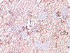 Immunohistochemistry of paraffin-embedded Human kidney using FUT3 Polyclonl Antibody at dilution of 1:200.