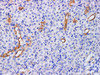 Immunohistochemistry of paraffin-embedded Mouse kidney using TIMP1 Polyclonl Antibody at dilution of 1:200.