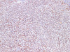 Immunohistochemistry of paraffin-embedded Rat liver using CD75 Polyclonl Antibody at dilution of 1:200(100×).