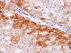 Immunohistochemistry of paraffin-embedded Rat liver using AKT1S1 Polyclonl Antibody at dilution of 1:200.