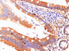 Immunohistochemistry of paraffin-embedded Human duodenum using REG4 Polyclonl Antibody at dilution of 1:200.