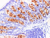 https://file.elabscience.com//image/antibody/EA/E-AB-40314-IHC04.jpg