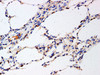 Immunohistochemistry of paraffin-embedded Rat lung using LAMP3 Polyclonl Antibody at dilution of 1:200.