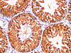 Immunohistochemistry of paraffin-embedded Mouse testis using DNMT1 Polyclonl Antibody at dilution of 1:200(400×）.