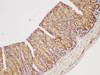 Immunohistochemistry of paraffin-embedded Mouse colon using GAPDH Polyclonal Antibody at dilution of 1:400
