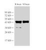 Western Blot analysis of Rat brain and Mouse brain using beta actin Polyclonal Antibody at dilution of 1:2000