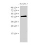 Western Blot analysis of Raw264.7 cells using beta actin Polyclonal Antibody at dilution of 1:2000