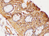 https://file.elabscience.com//image/antibody/EA/E-AB-40338-IHC01.jpg