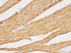 Immunohistochemistry of paraffin-embedded Rat heart using beta actin Polyclonal Antibody at dilution of 1:200