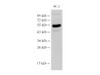 Western Blot analysis of PC-3 cells using Chromogranin A Polyclonal Antibody at dilution of 1:500