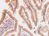 Immunohistochemistry of paraffin-embedded Human duodenum  using Chromogranin A Polyclonal Antibody at dilution of 1:200