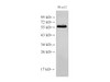 Western Blot analysis of HepG2 cells using PDCD4 Polyclonal Antibody at dilution of 1:500