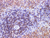 Immunohistochemistry of paraffin-embedded Rat spleen  using PDCD4 Polyclonal Antibody at dilution of 1:200