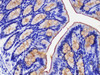 Immunohistochemistry of paraffin-embedded Mouse colon using Ceacam1 Polycloanl Antibody at dilution of 1:200