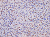 Immunohistochemistry of paraffin-embedded Mouse liver using Ceacam1 Polycloanl Antibody at dilution of 1:200