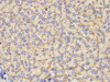 Immunohistochemistry of paraffin-embedded Rat liver using Ceacam1 Polycloanl Antibody at dilution of 1:200