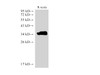 Western Blot analysis of Rat testis using LDHC Polycloanl Antibody at dilution of 1:2000