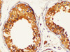 Immunohistochemistry of paraffin-embedded Human testis using LDHC Polycloanl Antibody at dilution of 1:200