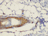 Immunohistochemistry of paraffin-embedded Rat skin using CD44 Polycloanl Antibody at dilution of 1:200