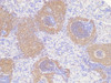 Immunohistochemistry of paraffin-embedded Rat spleen using CD20 Polycloanl Antibody at dilution of 1:100