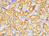 Immunohistochemistry of paraffin-embedded Mouse kidney using LDHA Polycloanl Antibody at dilution of 1:200
