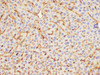 Immunohistochemistry of paraffin-embedded Mouse liver using CD47 Polycloanl Antibody at dilution of 1:100