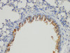 Immunohistochemistry of paraffin-embedded Mouse lung using PSAP Ployclonal Antibody at dilution of 1:100.