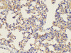 Immunohistochemistry of paraffin-embedded Mouse lung using CD146 Ployclonal Antibody at dilution of 1:200.