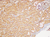 Immunohistochemistry of paraffin-embedded Rat kidney using FGB Polycloanl Antibody at dilution of 1:200