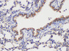 Immunohistochemistry of paraffin-embedded Mouse lung using GSTP1 Polycloanl Antibody at dilution of 1:100