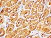 Immunohistochemistry of paraffin-embedded Human kidney using GSTA1 Polycloanl Antibody at dilution of 1:50