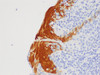 Immunohistochemistry of paraffin-embedded Human tonsil using S100A7 Polycloanl Antibody at dilution of 1:200