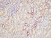 Immunohistochemistry of paraffin-embedded Human kidney using TIMP2 Polycloanl Antibody at dilution of 1:130