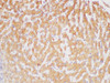Immunohistochemistry of paraffin-embedded Human liver using FGL1 Polycloanl Antibody at dilution of 1:100