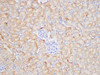 https://file.elabscience.com//image/antibody/EA/E-AB-40425-IHC03.jpg