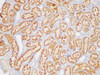 Immunohistochemistry of paraffin-embedded Rat kidney using TGFB3 Polycloanl Antibody at dilution of 1:200