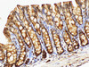 Immunohistochemistry of paraffin-embedded Mouse colon using UBC Polycloanl Antibody at dilution of 1:100