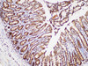 Immunohistochemistry of paraffin-embedded Rat colon using UBC Polycloanl Antibody at dilution of 1:100
