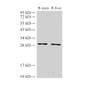 Western Blot analysis of Rat testis and Rat liver using GSTM2 Polyclonal Antibody at dilution of 1:500